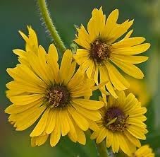 Spring Madia Flower Seeds – Heirloom Non-GMO Seeds for Wildflower and Pollinator-Friendly Garden Planting