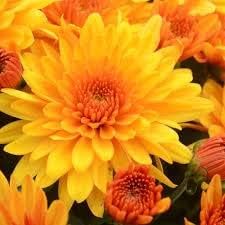 Chrysanthemum Flower Seeds for Planting, Yellow Orange- NON GMO Seeds for planting in your garden.