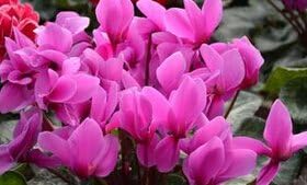 Cyclamen Flower Heirloom Non Gmo Image