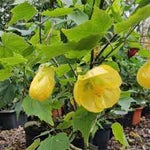 Striatum Flower Yellow Heirloom Non Gmo Image