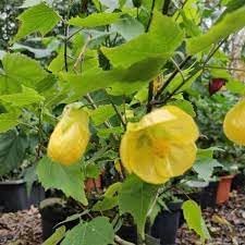 Striatum Flower Yellow Heirloom Non Gmo Image