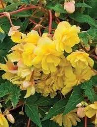 Tuberous Begonia Flower Seeds for Planting NON GMO Seeds Dhara Seeds