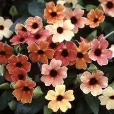 Red Thunbergia Flower Seeds – Heirloom, Non-GMO Seeds for Planting Vibrant Garden Blooms for planting in home garden