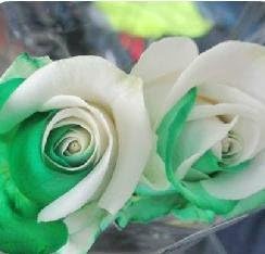Heirloom Non-GMO Rose Flower Seeds for Planting – Beautiful Blooms for Home Garden
