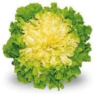 Endive Seeds for Planting heirloom & Non-GMO Seeds