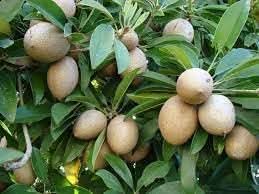 Manilkara zapota fruit seeds