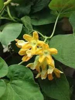 pakalana-vine-seeds-for-planting-edible-heirloom

