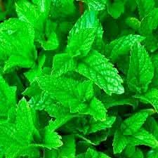 Mint Mentha Seeds for Planting