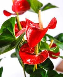 Anthurium Plant Seeds for Planting - 100