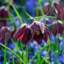 Fritillaria Flower Seeds for Planting - 100 Dhara Seeds