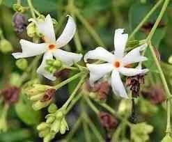 Coral Jasmine Flower Seeds for Planting - NON GMO Seeds Dhara Seeds