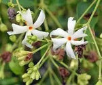 Coral Jasmine Flower Seeds for Planting - NON GMO Seeds for planting in home garden
