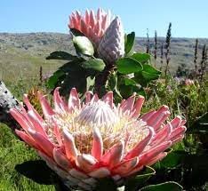 Organic Protea Flower Seeds for Planting – Heirloom, Non-GMO