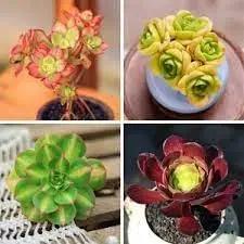 Mountain Rose Flower Seeds – Non-GMO Heirloom Seeds for Vibrant Garden Planting for planting in home garden