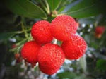 Yangmei Myrica rubra seeds for exotic fruit garden