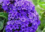 Heliotrope Flower Seeds for Garden Planting - NON GMO Seeds Dhara Seeds