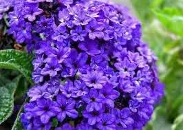 Heliotrope Flower Seeds for Garden Planting - NON GMO Seeds for planting in home garden