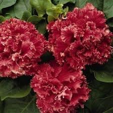 Double Pelleted Petunia Seeds for Planting - Heirloom, NON-GMO Flower Seeds - Easy to Grow - Pelleted for planting in home garden