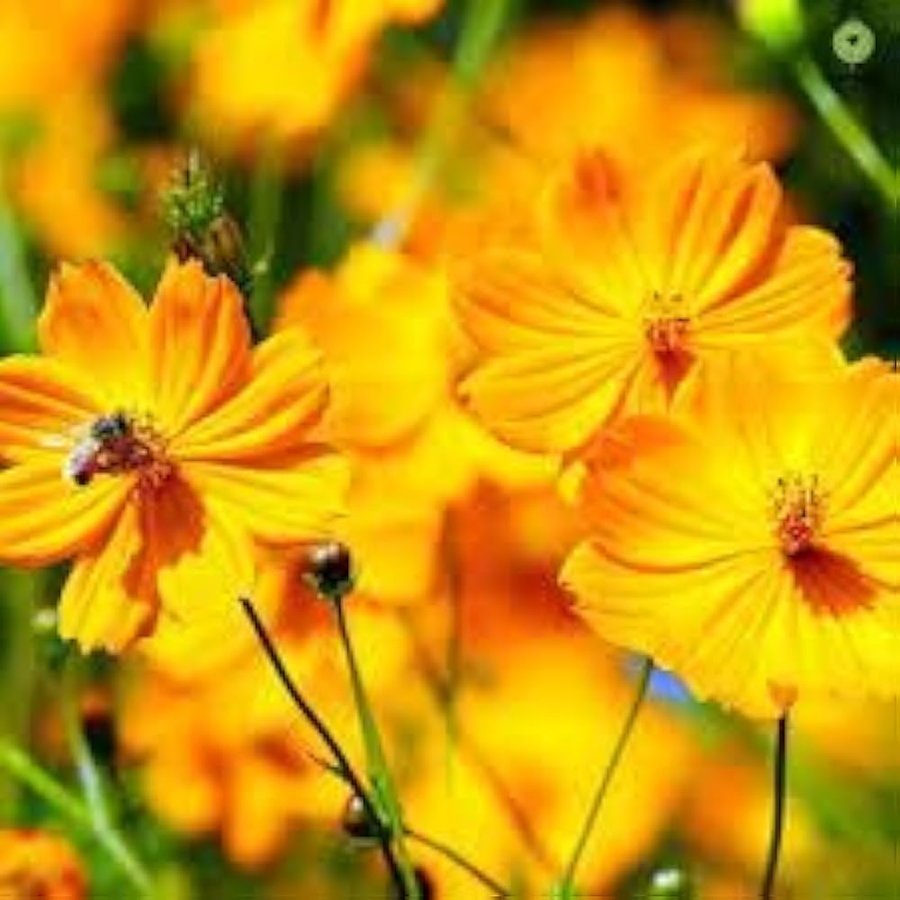 Cosmos orange flowers for garden