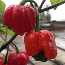 Trinidad Scorpion Capsicum chinense seeds for garden planting