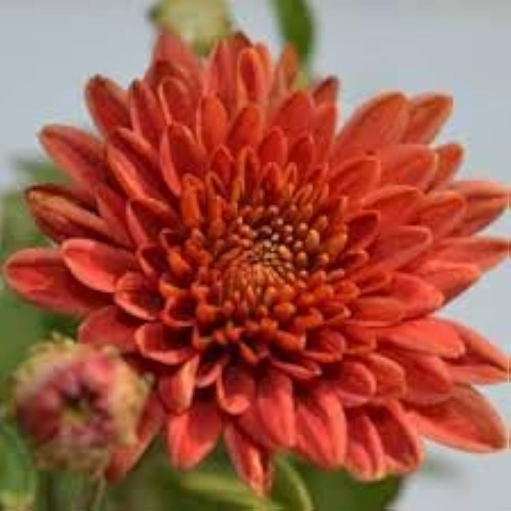 Chrysanthemum Morifolium Red Seeds for Planting Flower Bed Balcony Garden