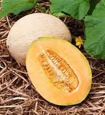 Jumbo Cantaloupe Fruit Seeds - Grow Giant, Juicy Cantaloupes in Your Garden