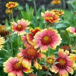 Indian Blanket Wildflower Seeds for Planting - NON GMO Seeds Dhara Seeds