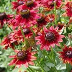 Black Eyed Susan Flower Seeds for Planting - NON GMO Seeds Dhara Seeds