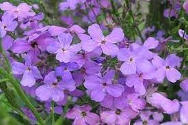 Organic Bicornis Flower Seeds for Planting – Heirloom, Non-GMO