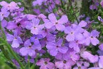 Organic Bicornis Flower Seeds for Planting – Heirloom, Non-GMO for planting in your garden.