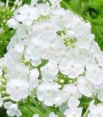 Drummondii Flower Seeds for Planting - 100 seeds for planting in home garden