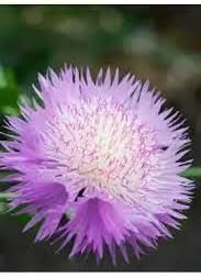 Cirsium Muticum Plant Seeds for Planting Non-GMO Heirloom Garden Seeds Perfect for Pollinators seeds for planting in home garden