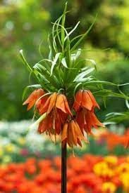 Fritillaria Plant Seeds for Planting - 100