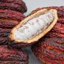 Cacao Fruit Seeds - Grow Your Own Chocolate Tree 100 pcs