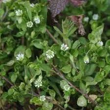 Chickweed Flower Seeds for Planting - NON GMO Seeds Dhara Seeds