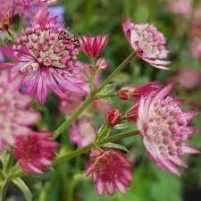 Masterwort Flower Seeds for Garden - NON GMO Seeds Dhara Seeds