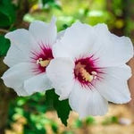 Syriacus Flower Seeds for Planting, 100 seeds for planting in home garden