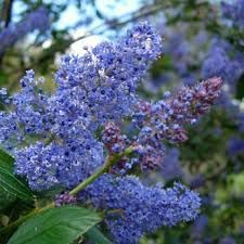 Integerrimus Flower Seeds for Planting, 100 seeds for planting in home garden