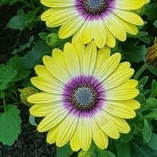 Osteospermum Flower Yellow - Heirloom, Non - Gmo Seeds