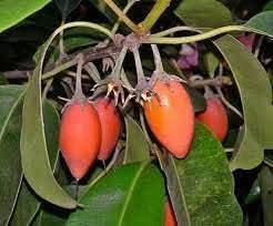 Mimusops fruit seeds
