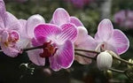 White Violet Phalaenopsis Orchid Planting Seeds for Garden NON GMO Seeds Dhara Seeds