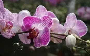 White Violet Phalaenopsis Orchid Planting Seeds for Garden NON GMO Seeds Dhara Seeds