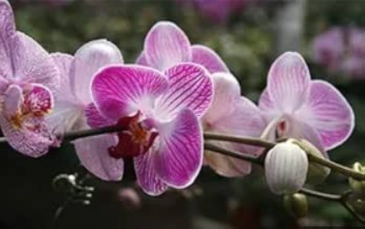 Pink White Phalaenopsis Orchid Flower Seeds – Heirloom, Non-GMO Seeds for Planting