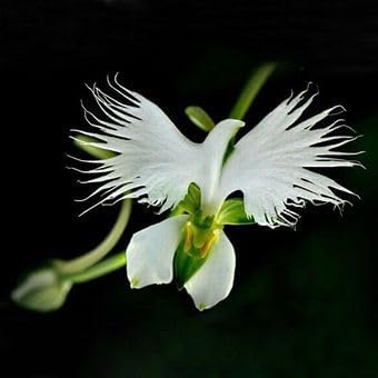 Organic Japonesa Garza Flores Flower Seeds for Planting – Heirloom, Non-GMO