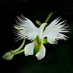 Japonesa (Japonesa scientific name) for planting in garden