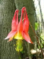 Aquilegia Heirloom Non Gmo Image