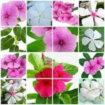Vinca Periwinkle Flower Seeds for Planting - NON GMO Seeds Dhara Seeds