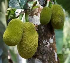 Breadfruit Seeds - Grow a Nutritious and Tasty Fruit in Your Garden
