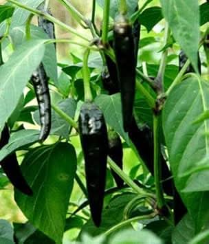 Black Pepper Vegetable Seeds for Planting – Non-GMO, Heirloom Spice Seeds