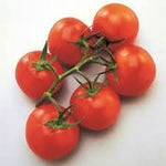 Mountain Tomato Solanum lycopersicum seeds for garden planting